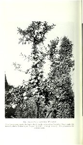 n975_w1150
