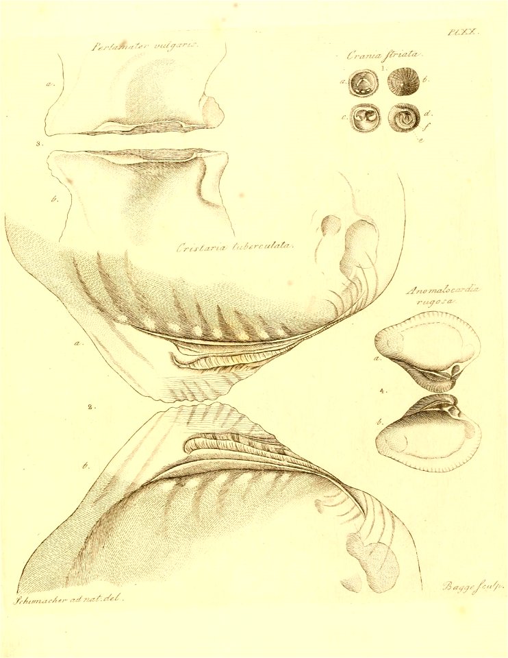 n336_w1150