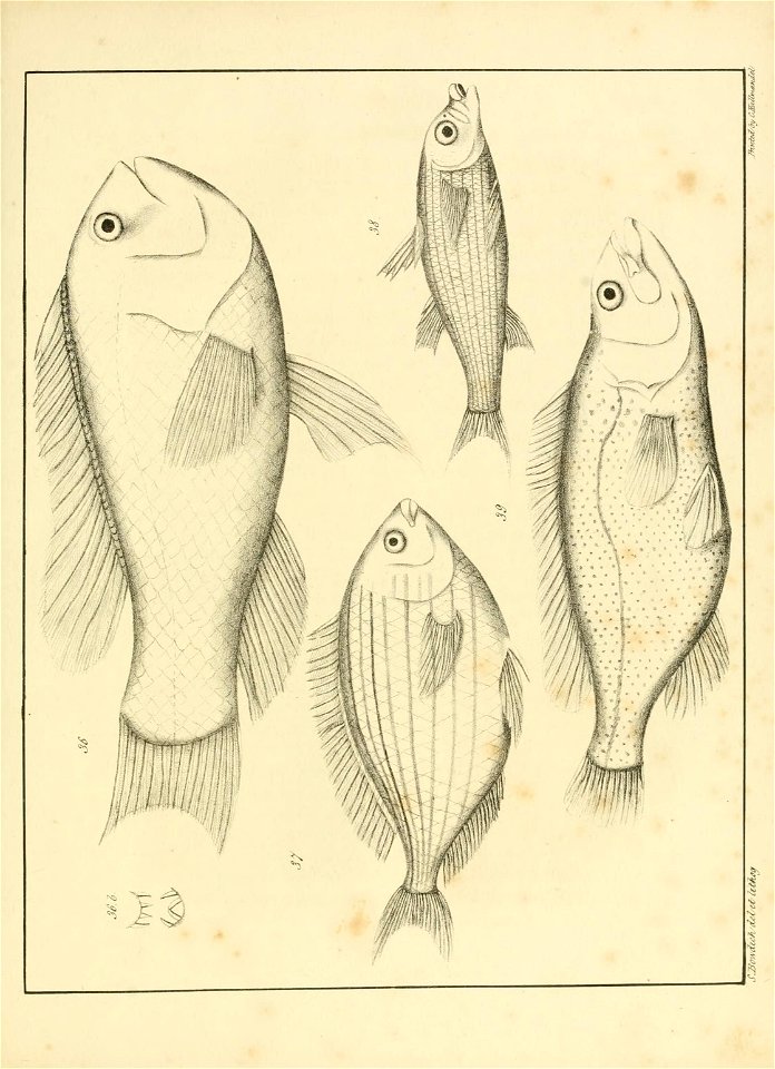 n296_w1150