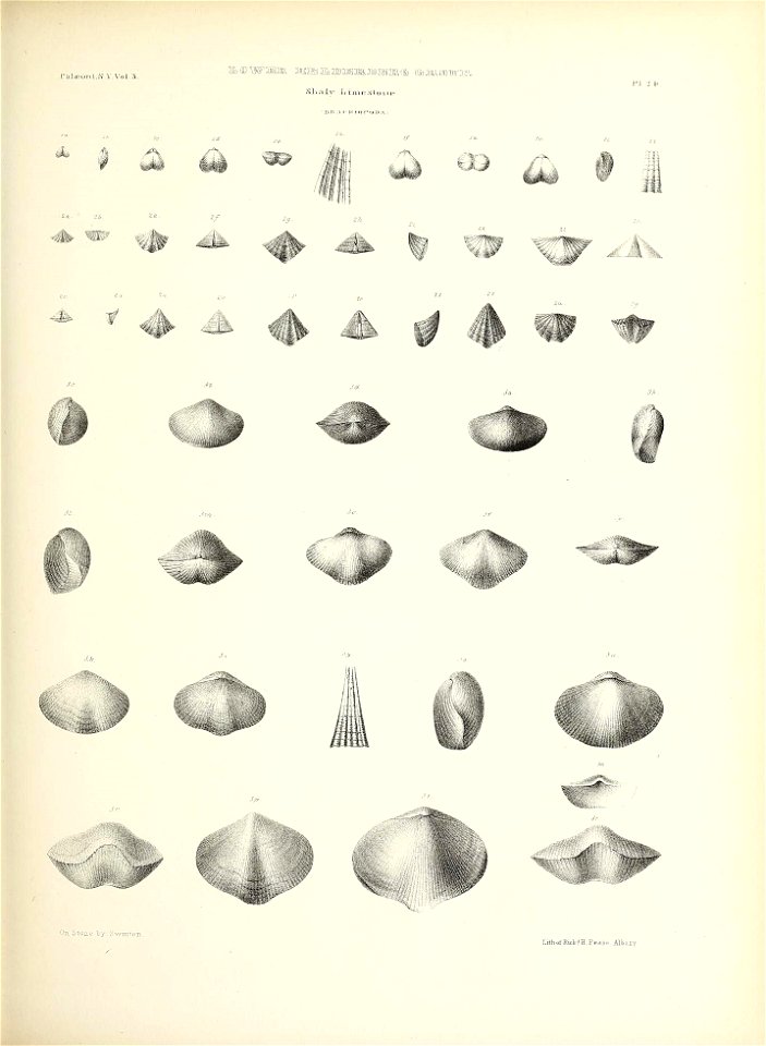 n126_w1150