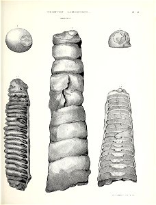 n652_w1150