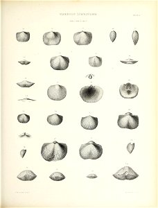 n526_w1150