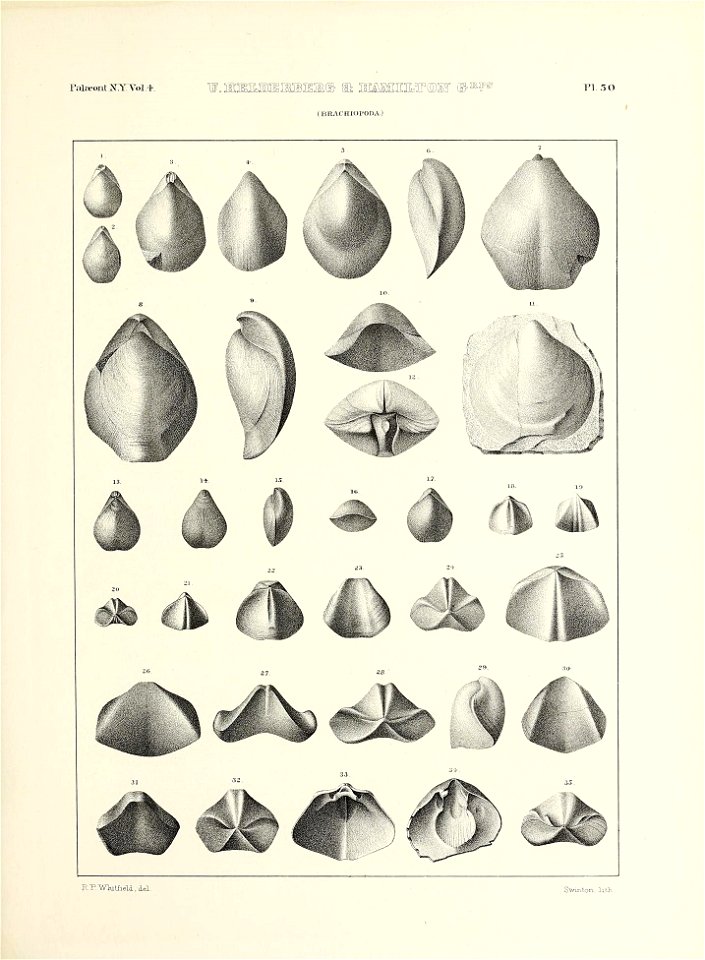 n656_w1150