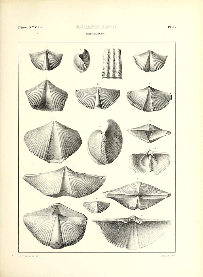 n596_w1150