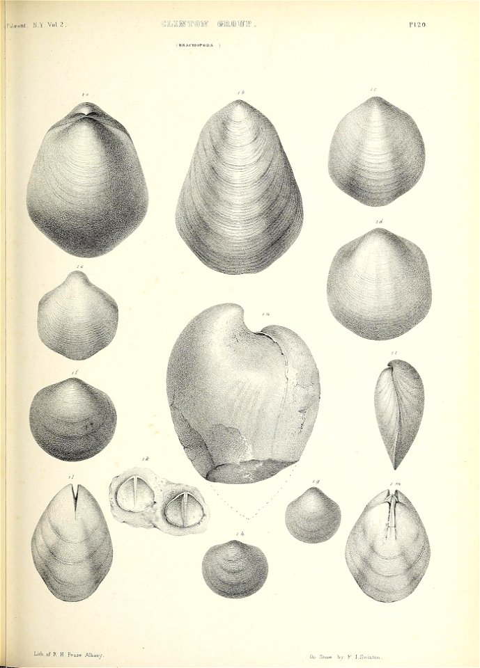n496_w1150