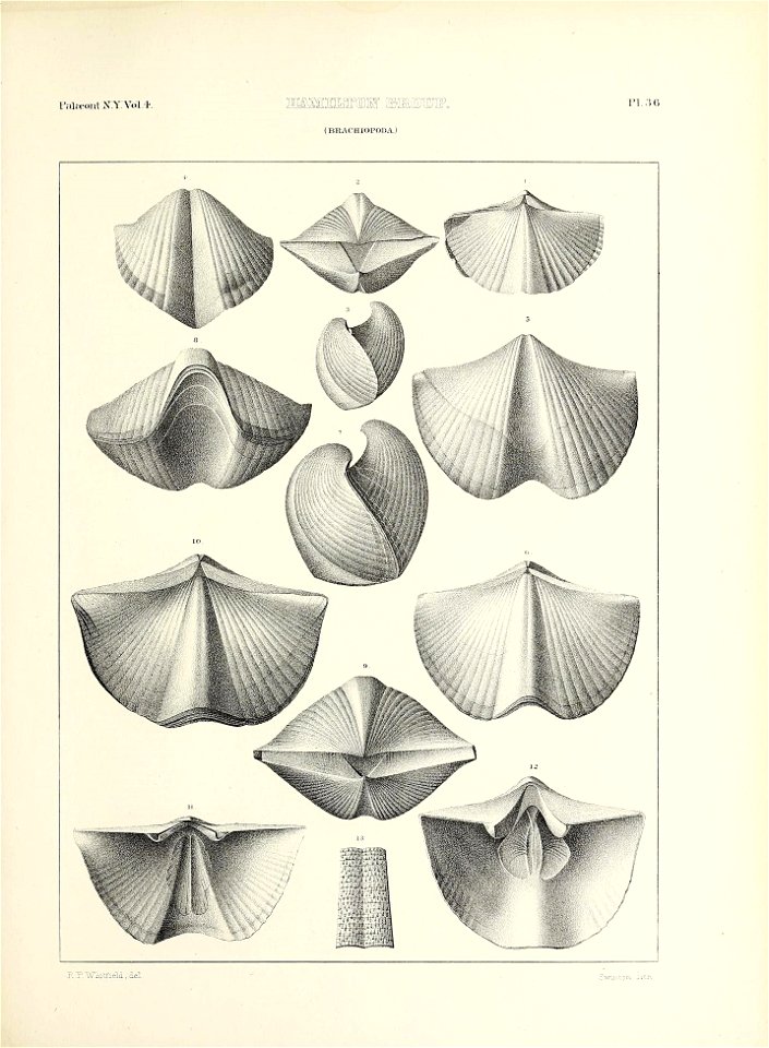n592_w1150