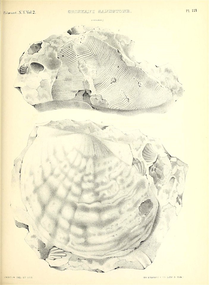 n538_w1150