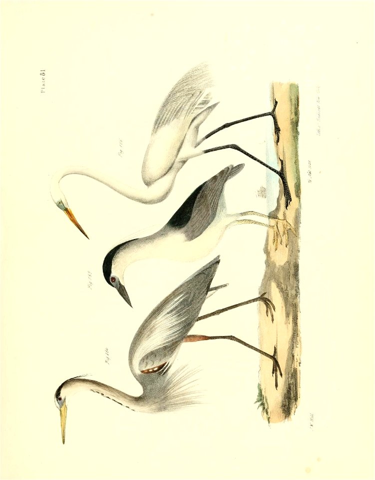 n558_w1150