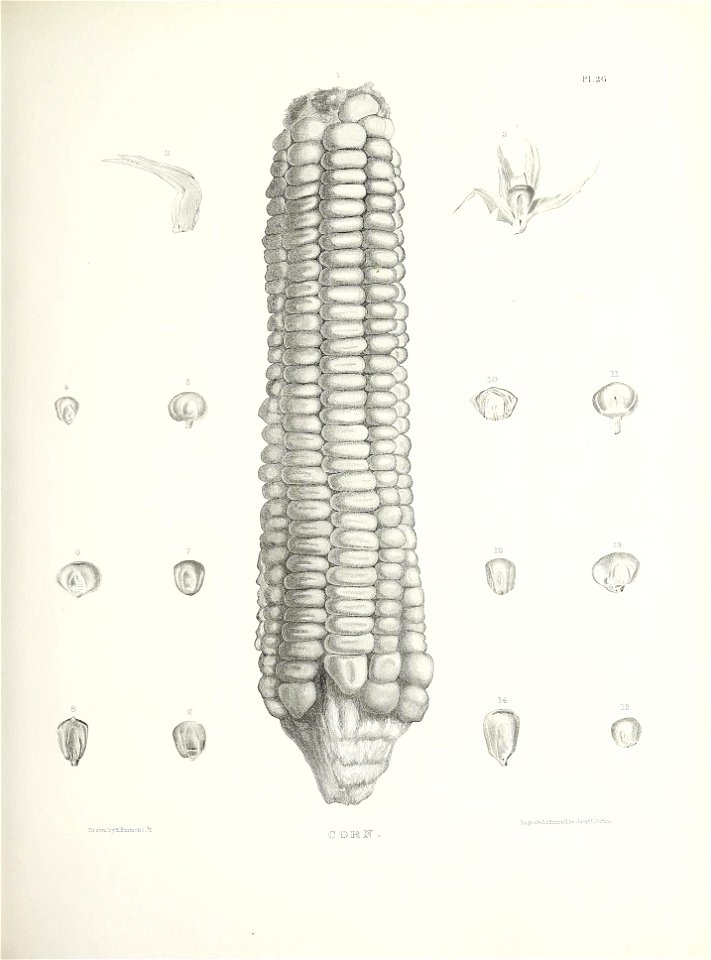 n452_w1150