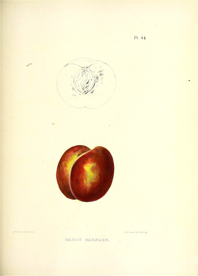 n176_w1150