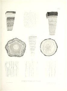 n448_w1150