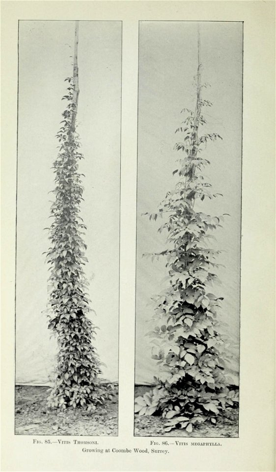 n433_w1150