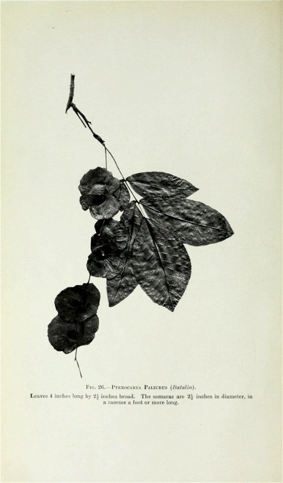 n93_w1150