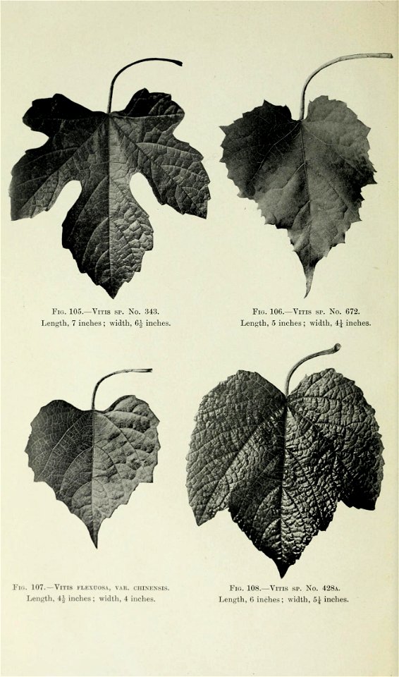 n453_w1150