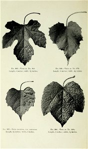n453_w1150