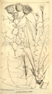 n607_w1150