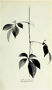 n450_w1150