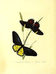 n81_w1150