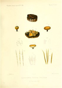 n194_w1150