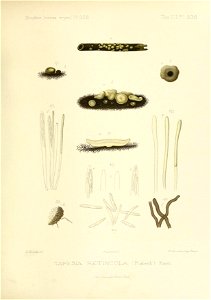 n252_w1150