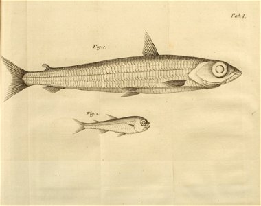 n468_w1150