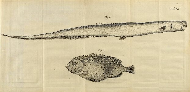 n568_w1150