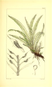 n36_w1150