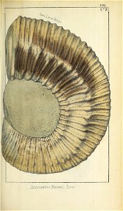 n256_w1150