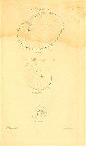 n296_w1150