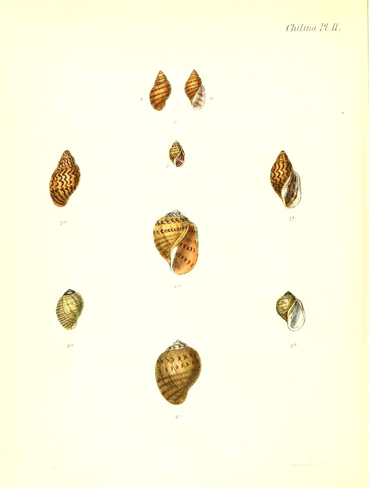 n579_w1150
