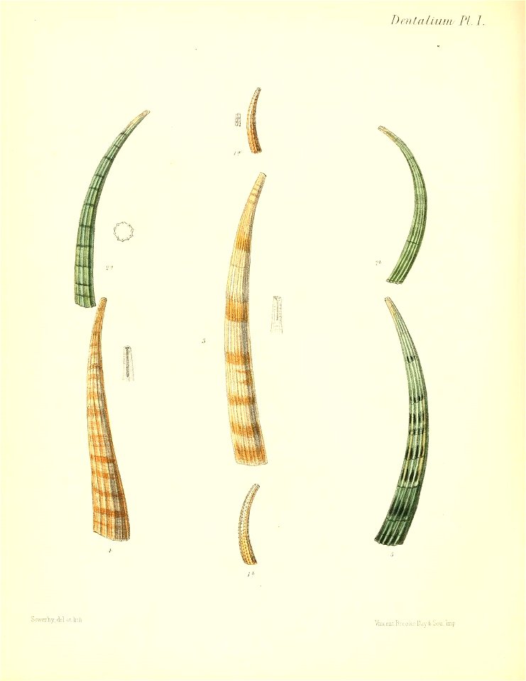 n545_w1150