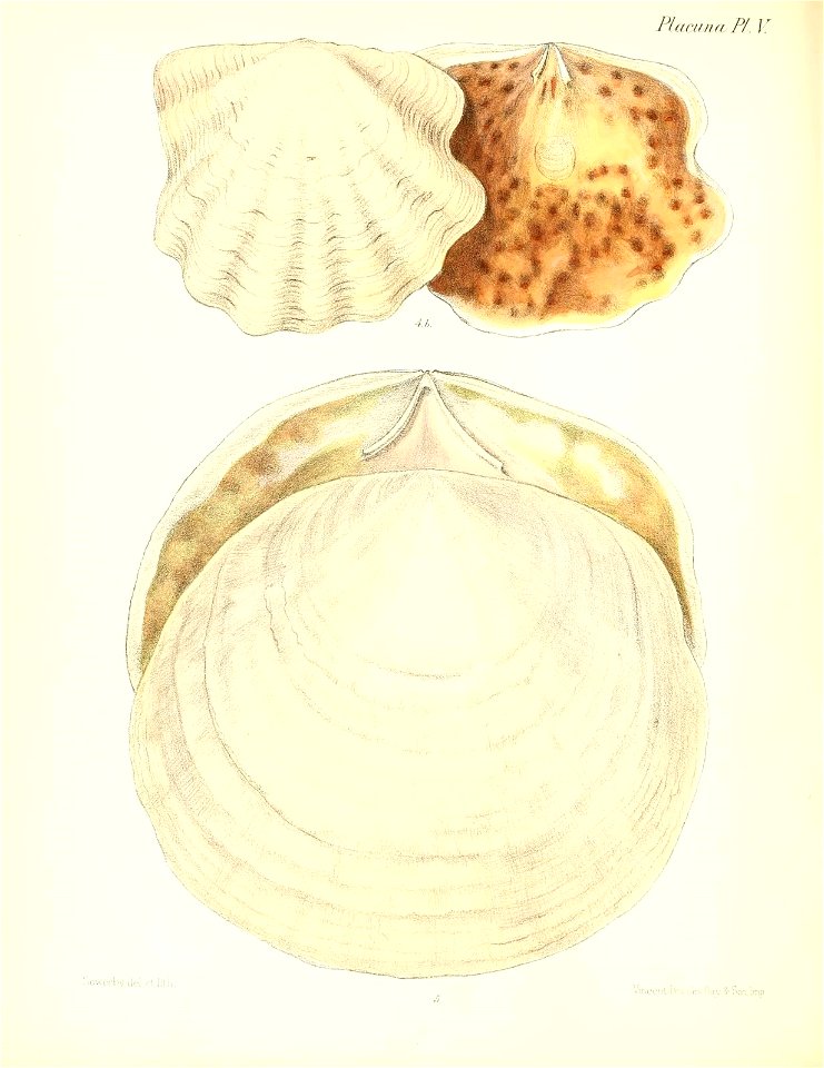 n337_w1150