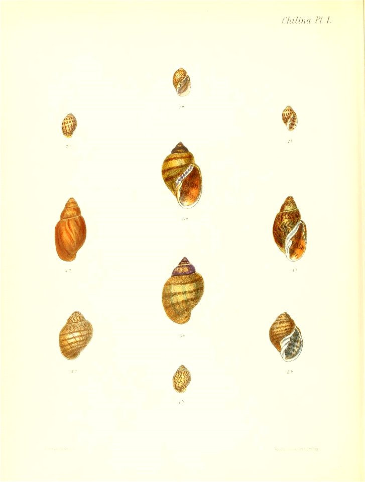 n575_w1150