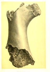 n218_w1150