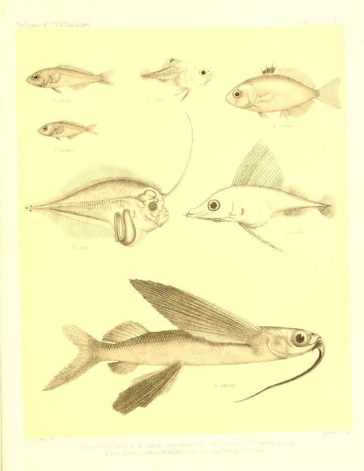 n56_w1150