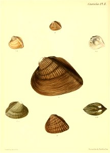 n455_w1150