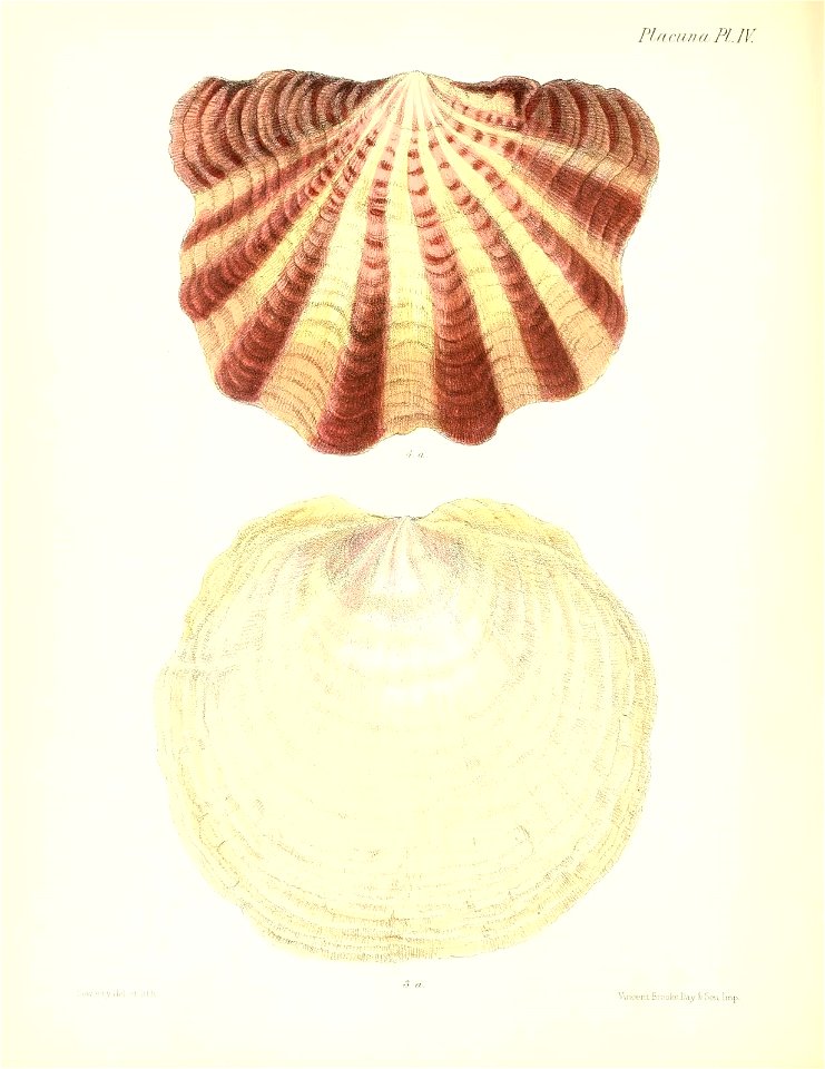 n333_w1150