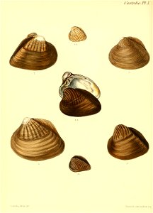 n451_w1150