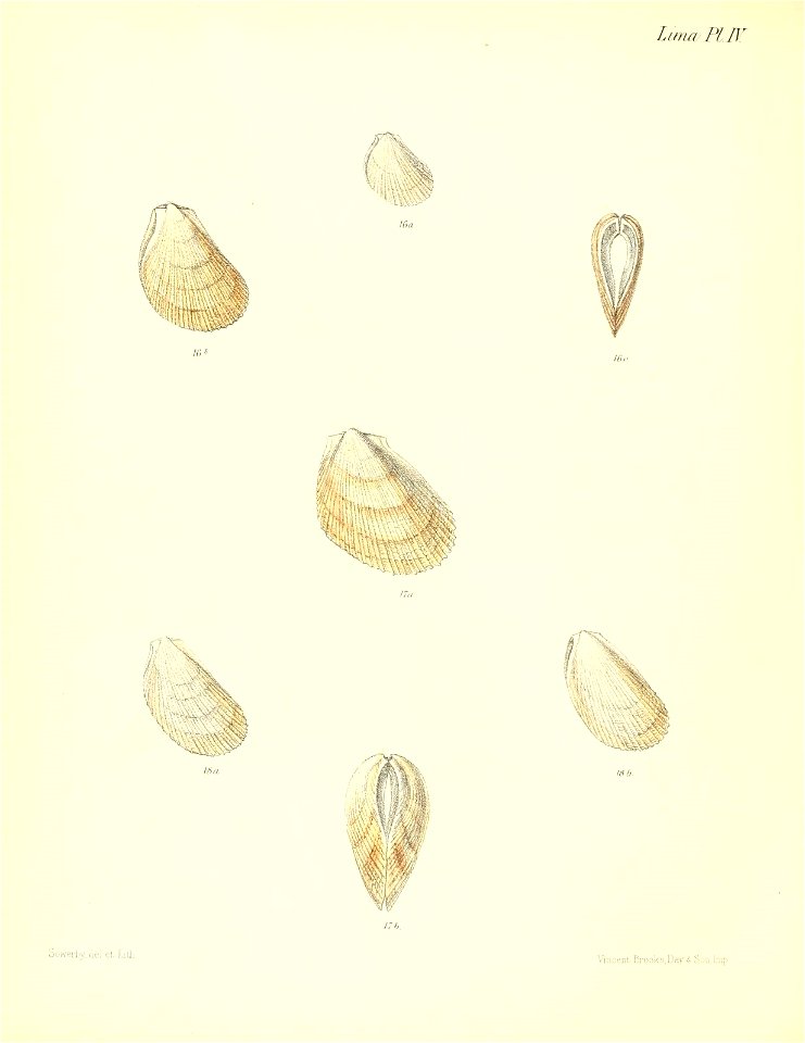 n533_w1150