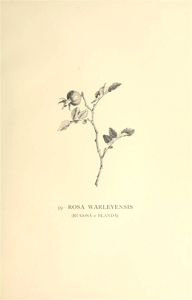 n356_w1150