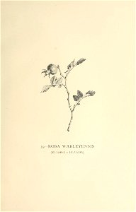 n356_w1150