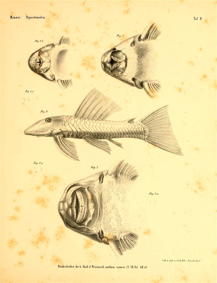 n42_w1150