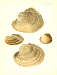 n215_w1150