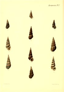 n509_w1150