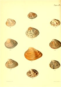 n597_w1150
