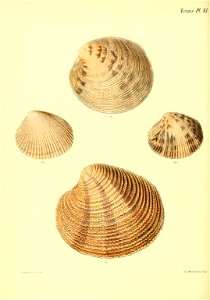 n337_w1150