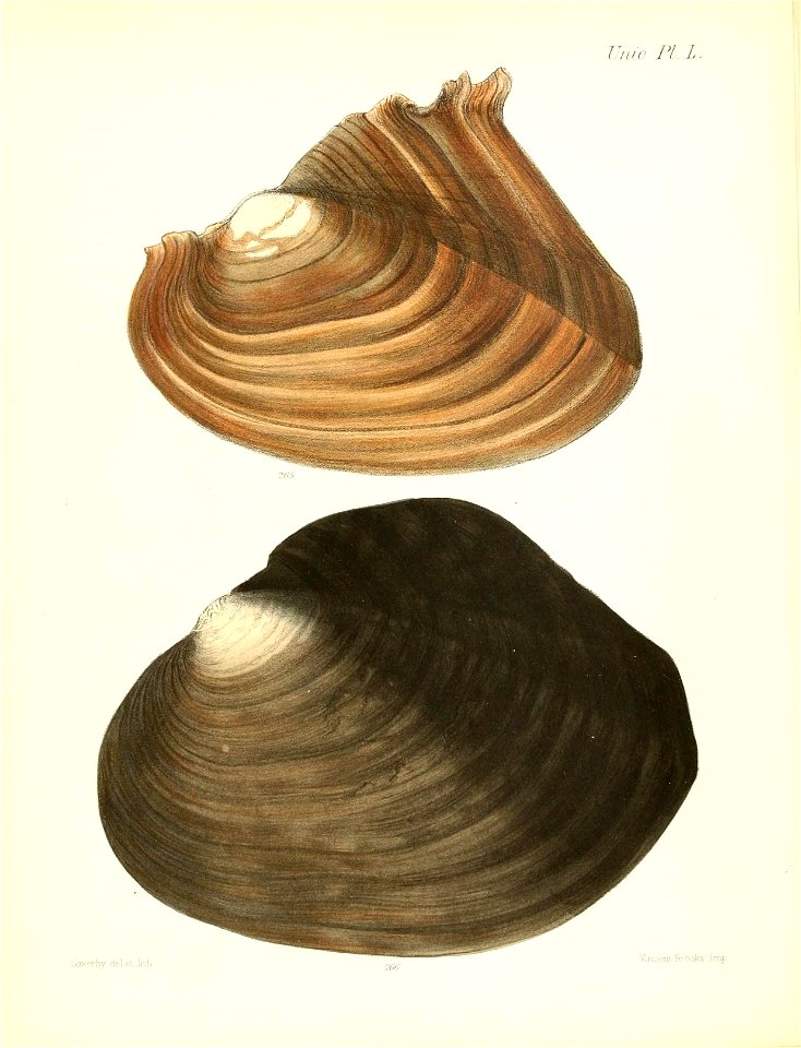 n207_w1150