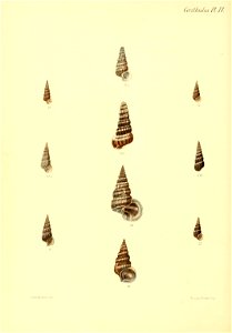 n495_w1150