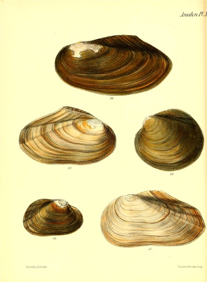 n55_w1150