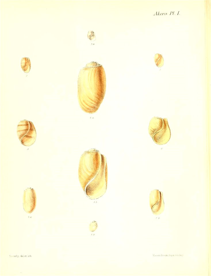 n535_w1150